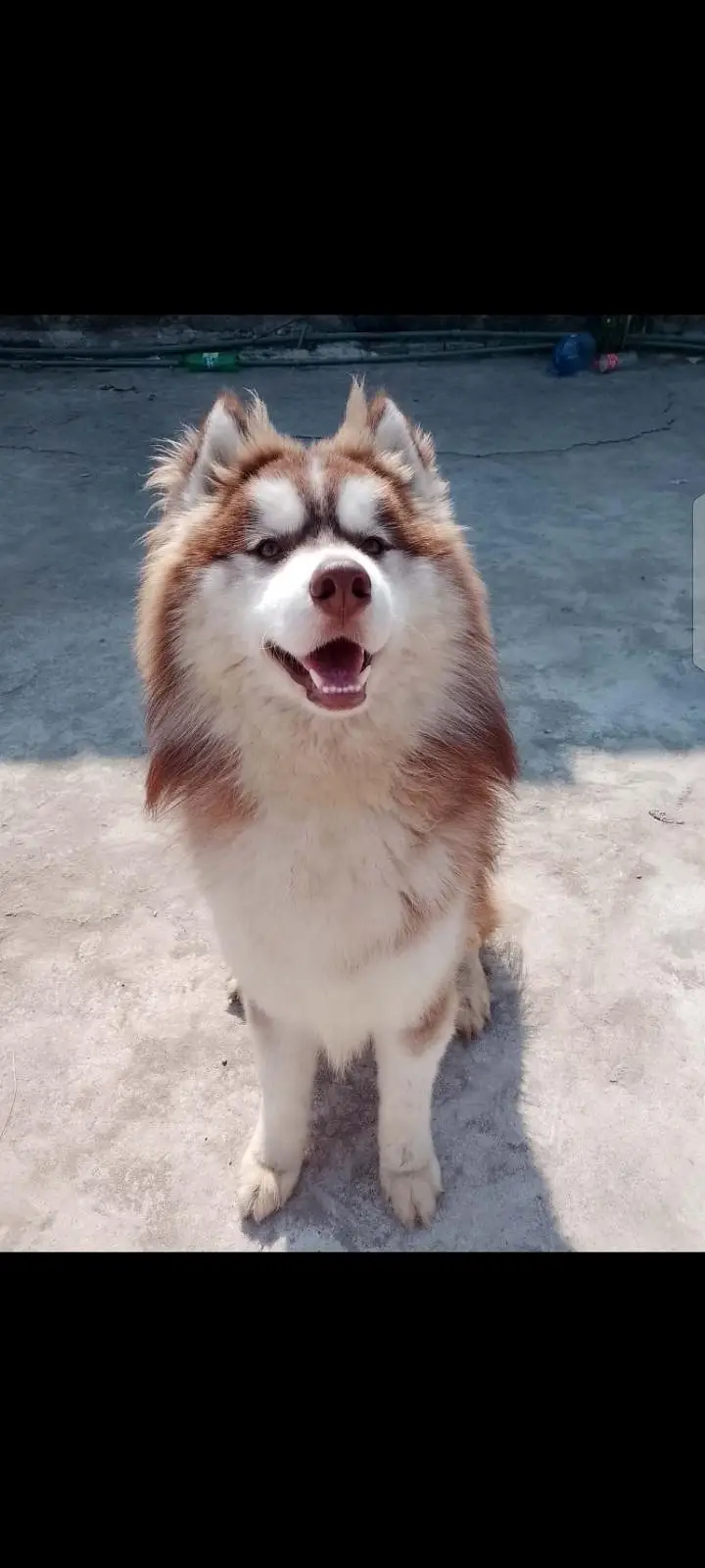 husky puppies