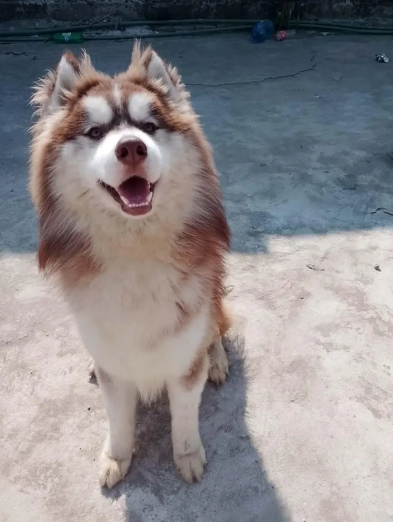 husky puppies — photo 3