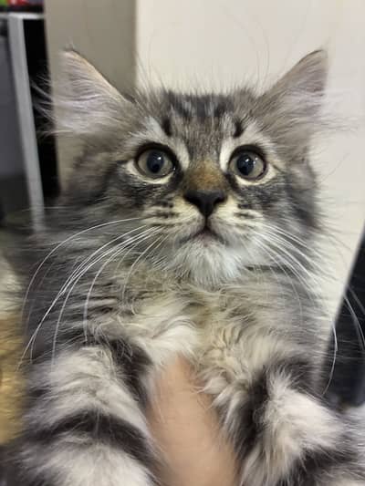 Fluffy Grey Tabby Domestic longhair (Mix-breed with Persian)