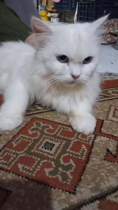 Persian cat for sale