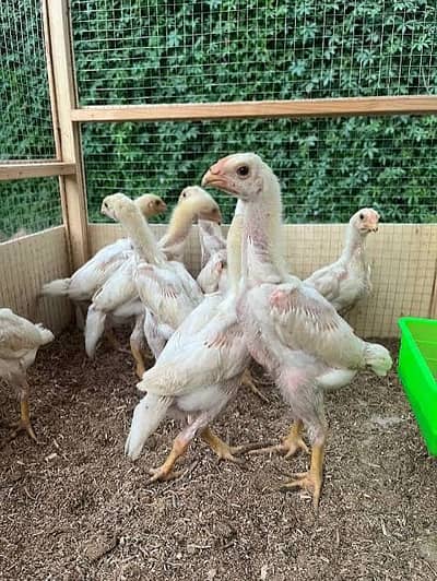 Premium quality shamo chicks available