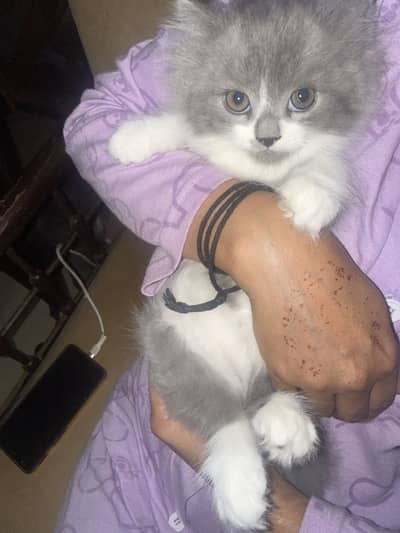 Double coated Kitten