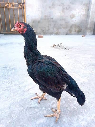 Mushki madi