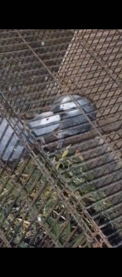 african grey bonded breeding pair tame