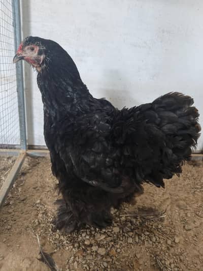 black frizal bentam  male black brahma female aseel male for sale