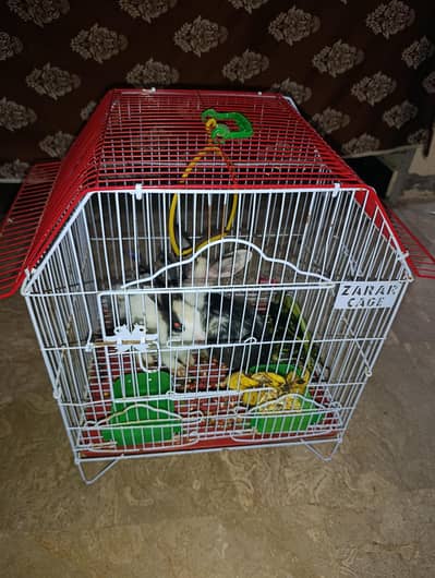 Rabbit Male and Female with Penjra