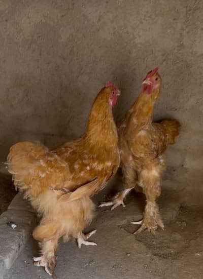خوبصورت گولڈن بف نر مرغے فروخت کے لیے