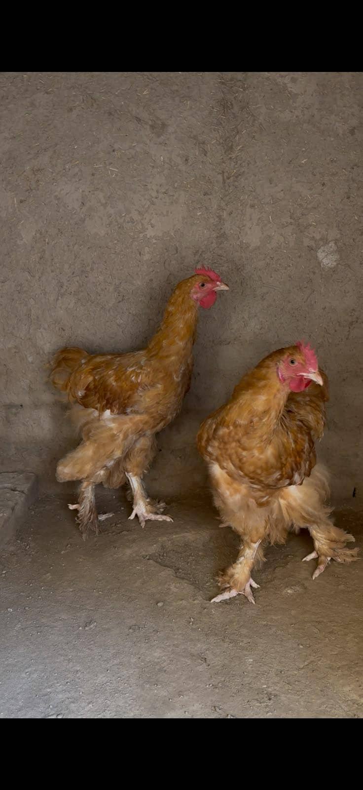 خوبصورت گولڈن بف نر مرغے فروخت کے لیے 1