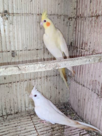 cocktail breader pair available healthy active pair hai