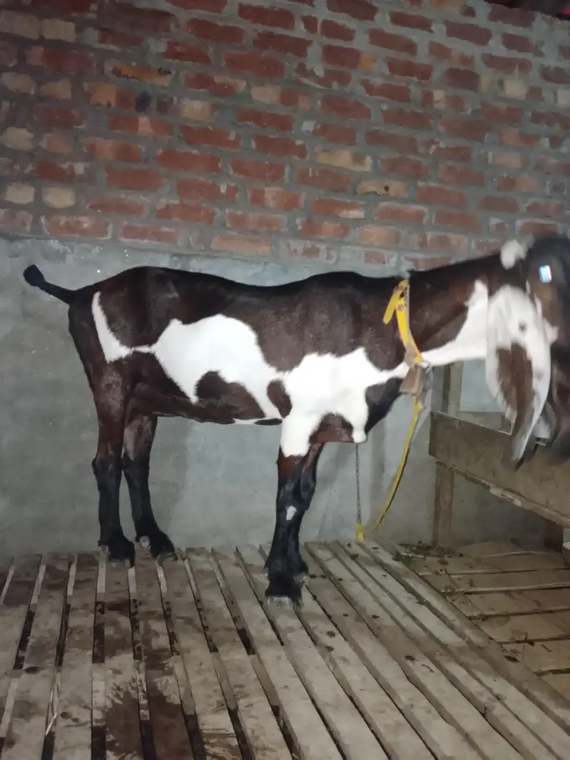 Nagari Lal dabi bakri — photo 2