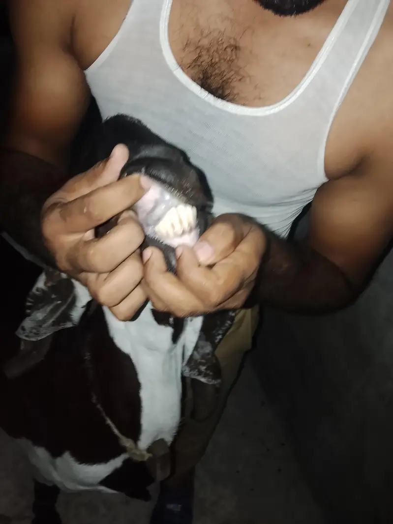 Nagari Lal dabi bakri — photo 4