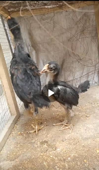 aseel chicks &hen