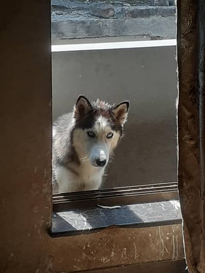siberian huskey female for sale