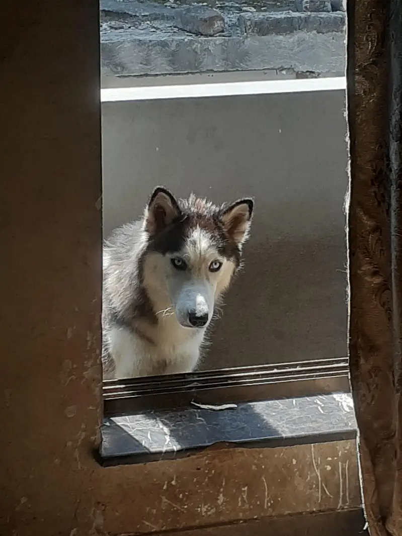 siberian huskey female for sale