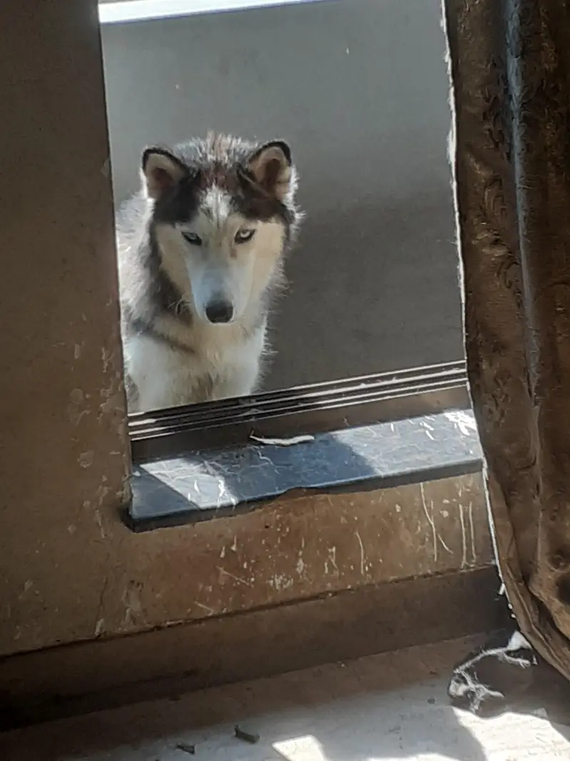 siberian huskey female for sale — photo 2