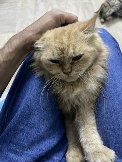 3 Healthy Vaccinated Cats for Sale – 2 Persian + 1 Domestic