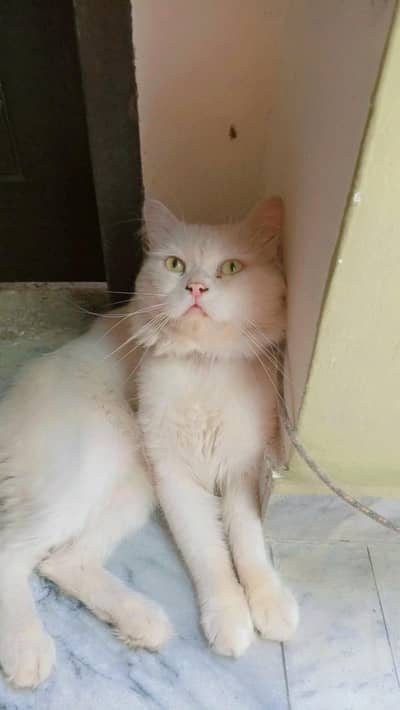 Breeder Male available in Gujrwala