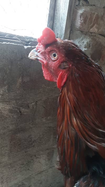 Mianwali Aseel murga