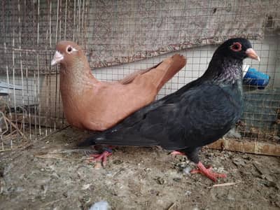 fancy pigeon