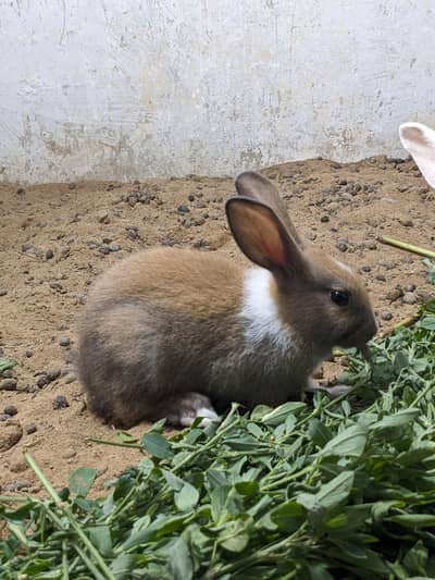 Cute and beautiful Rabbits