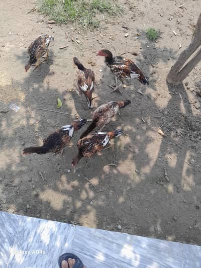 pure seel pathy pathiya sal