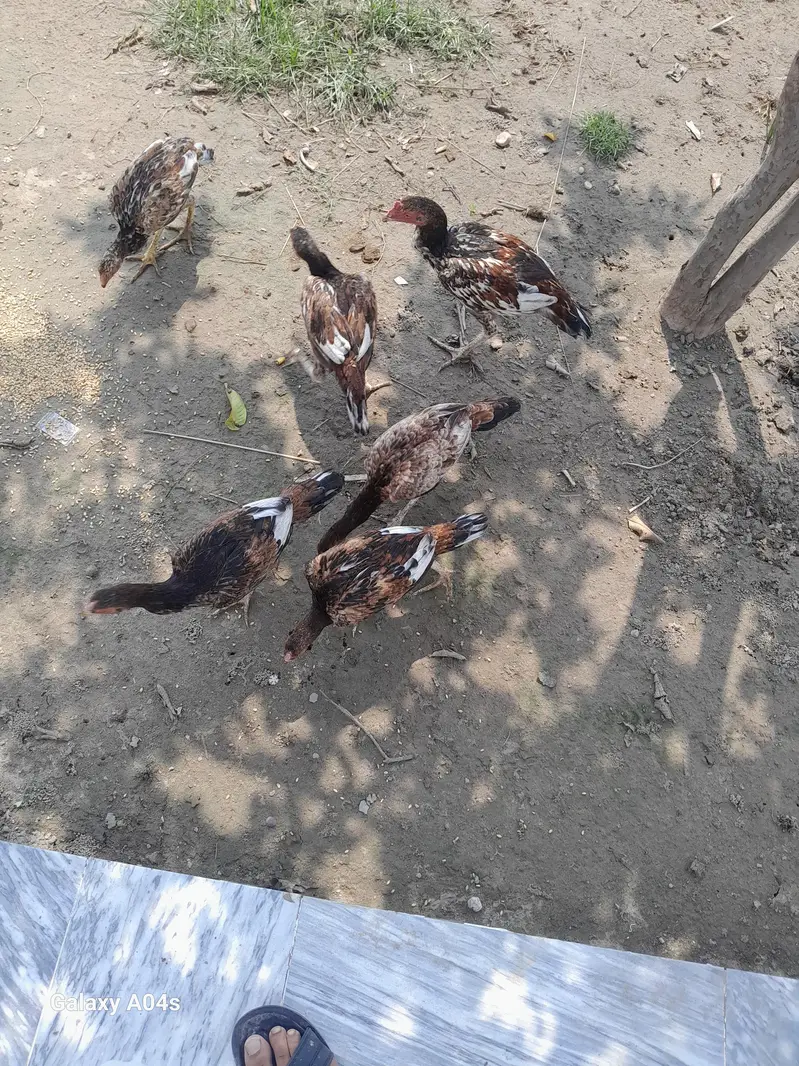 pure seel pathy pathiya sal