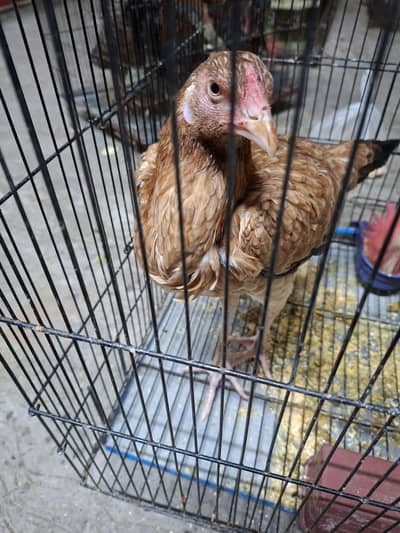 Aseel Hen for sale