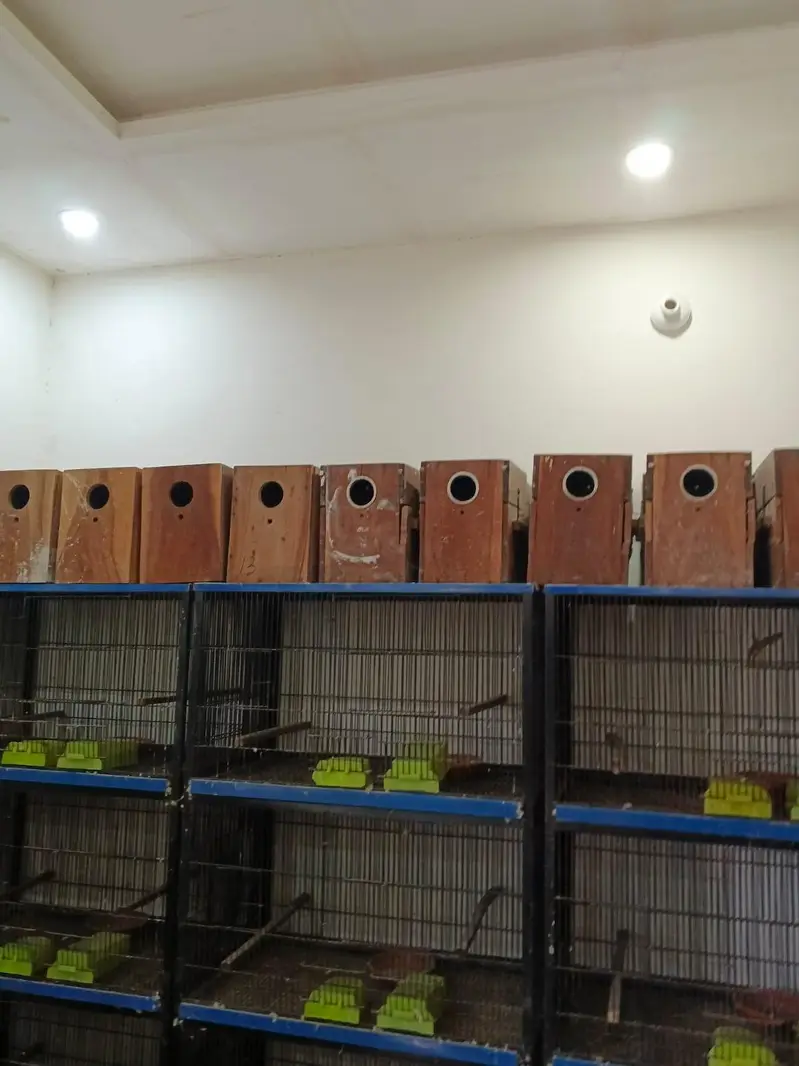 Cages for sale in good condition read add — photo 4