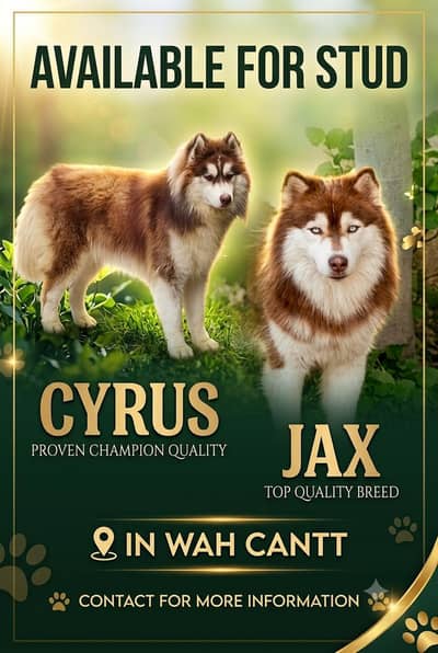 siberian husky male for stud