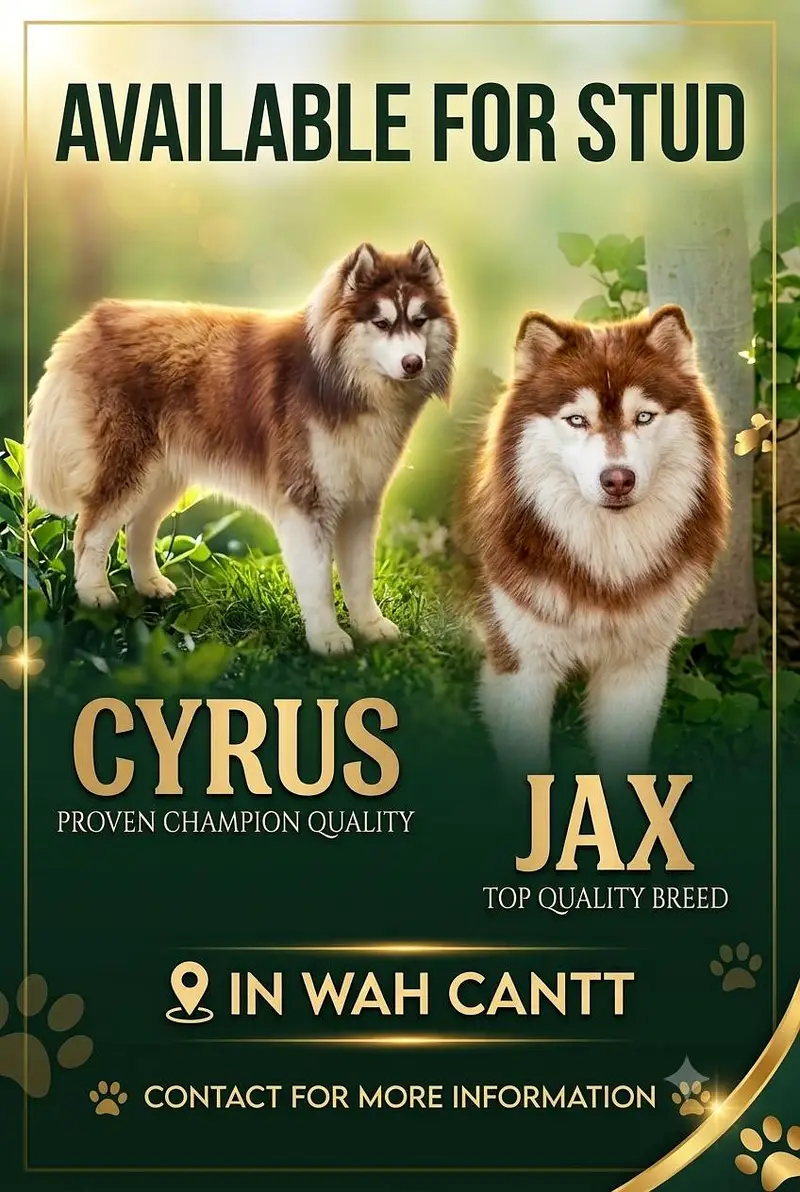 siberian husky male for stud
