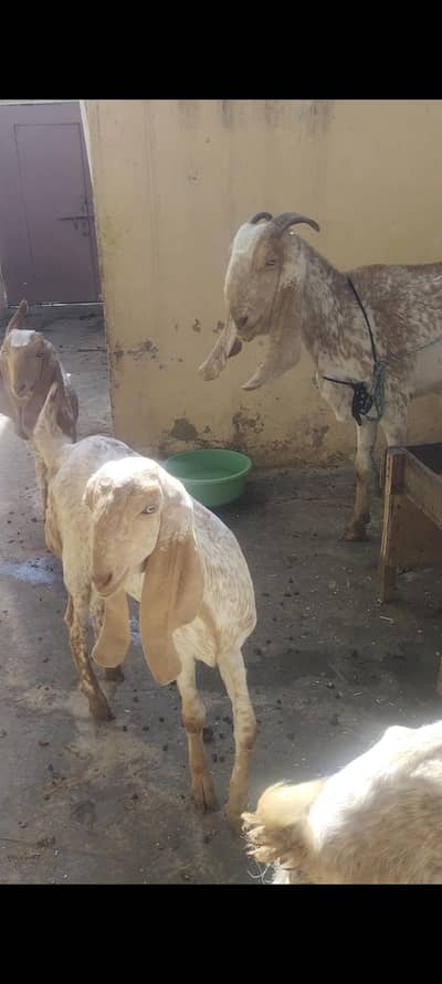 china beetal kapla all available
