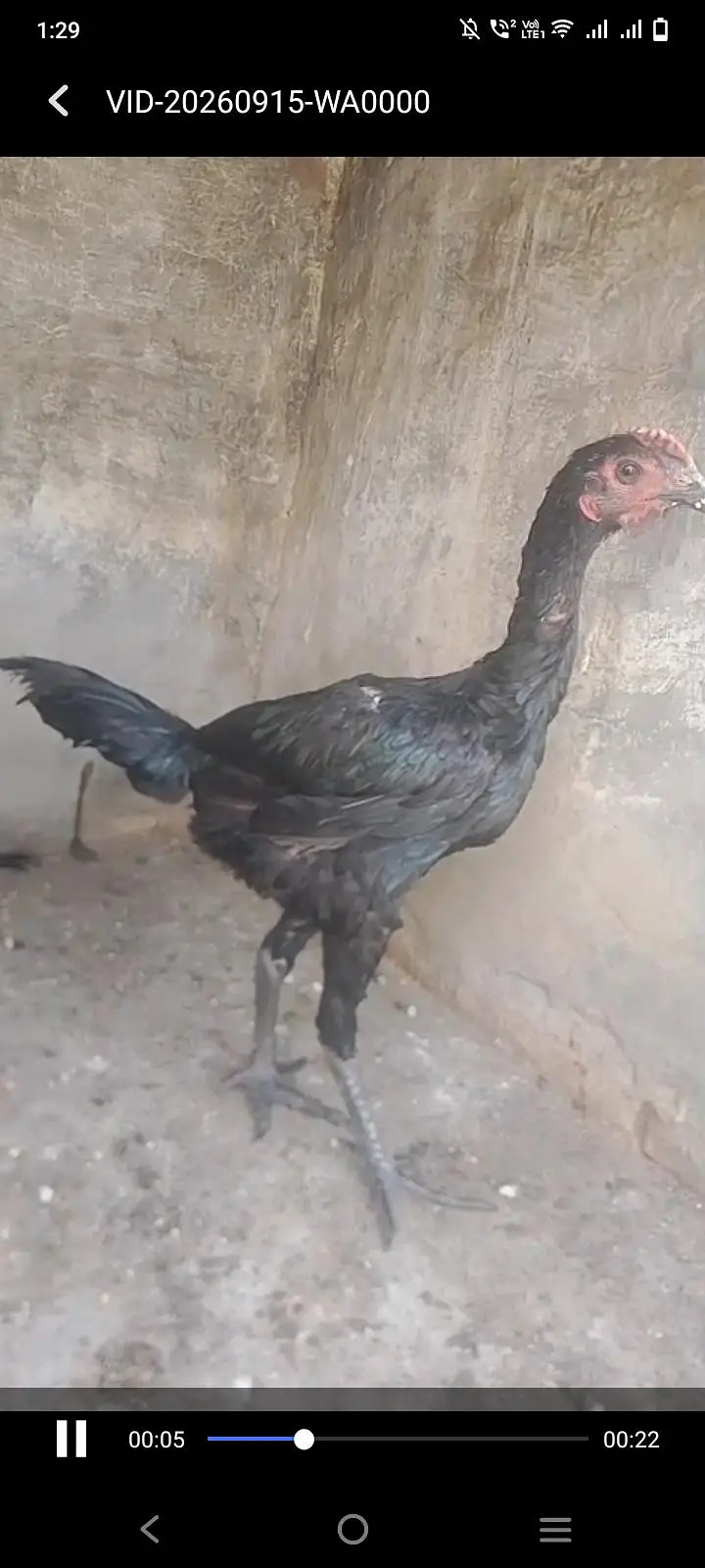 pure Thai breed black eyes for sale