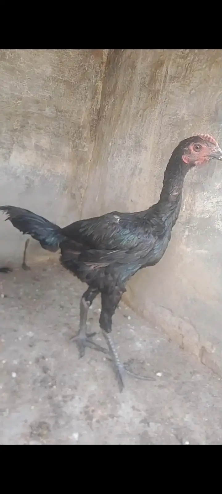 pure Thai breed black eyes for sale — photo 3