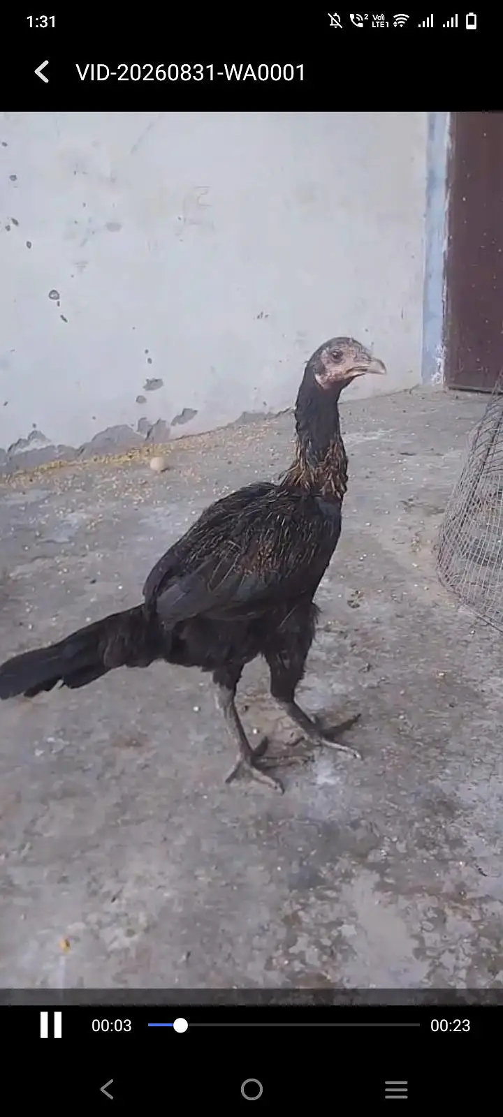 pure Thai breed black eyes for sale — photo 4
