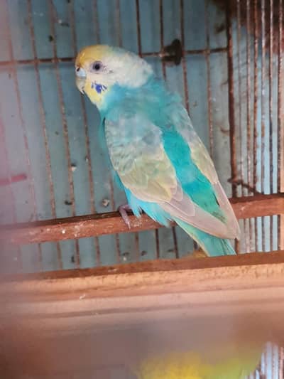 Rainbow Female / Green King tufted Female /  Tcb King Size Female