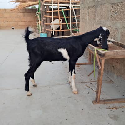 codo bacha hai tapra or ready ka cross