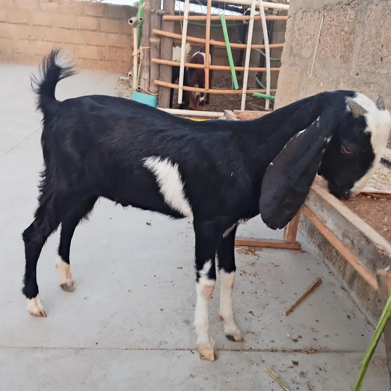 codo bacha hai tapra or ready ka cross — photo 2