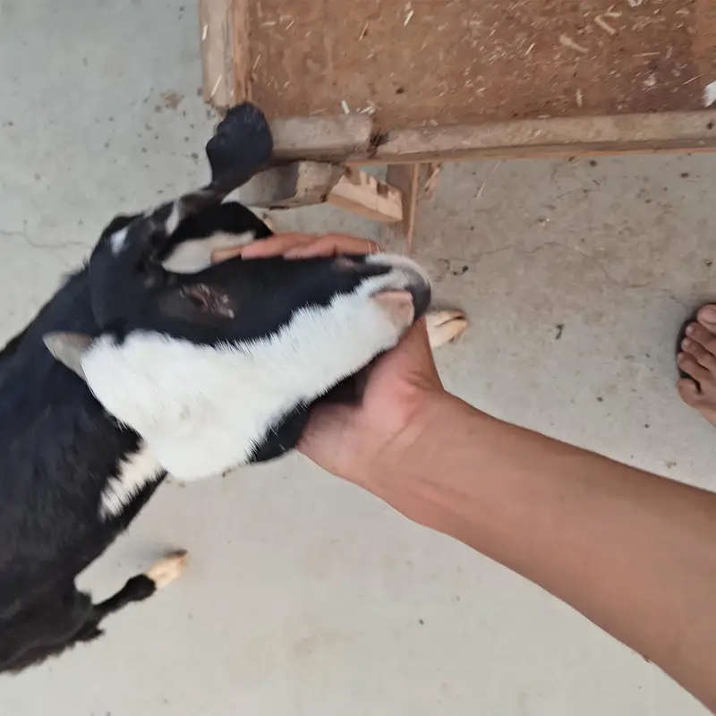 codo bacha hai tapra or ready ka cross — photo 3
