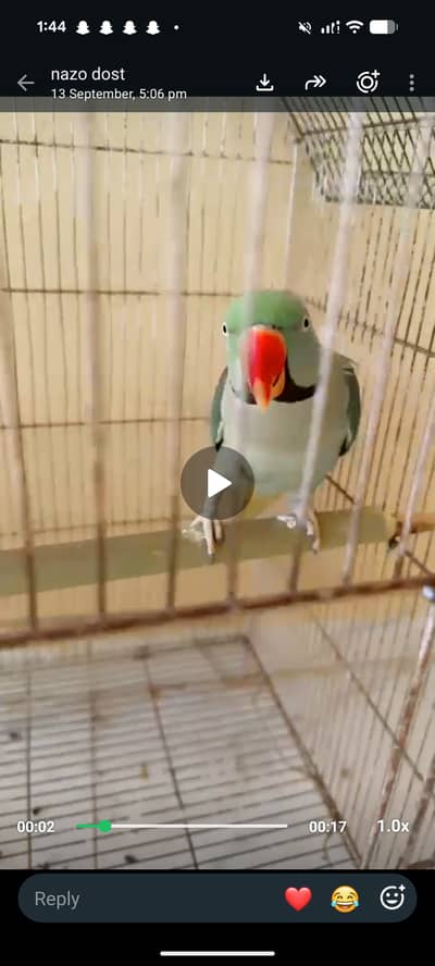 Raw parrot