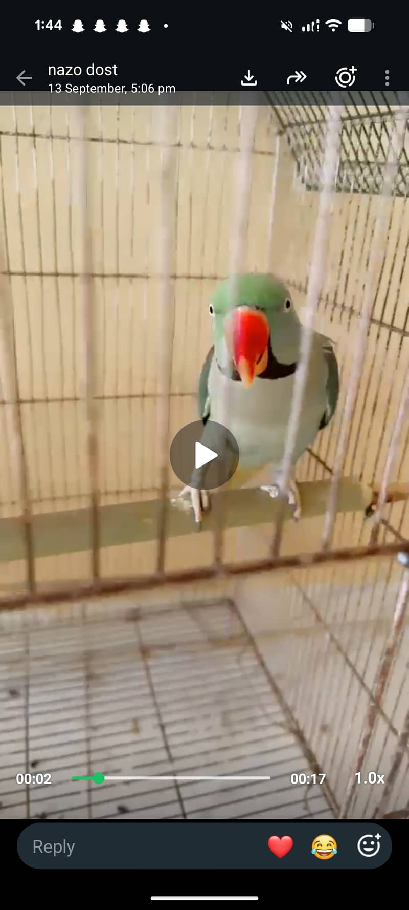 Raw parrot 0