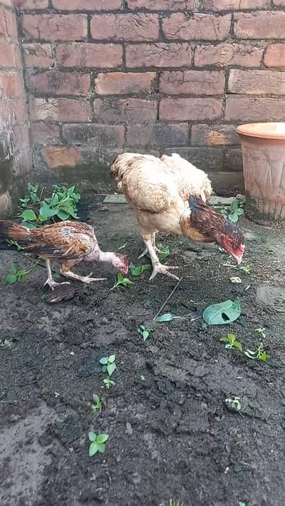Aseel Hen & Chooza for Sale