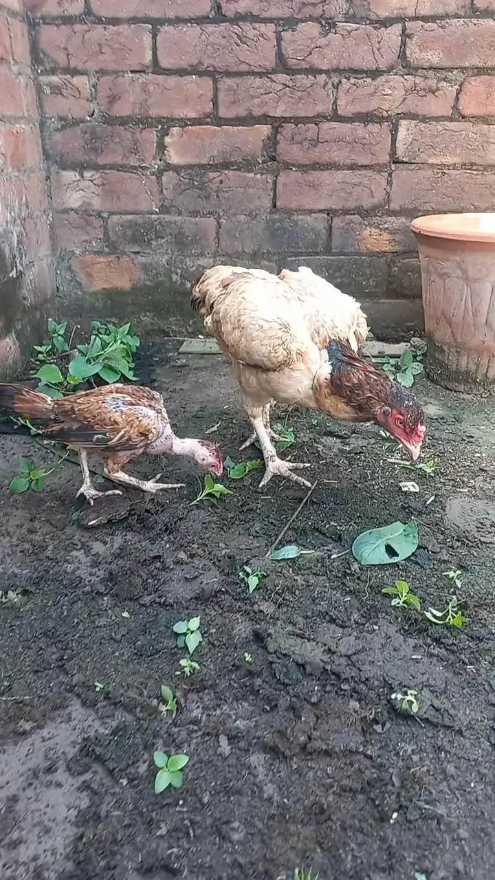 Aseel Hen & Chooza for Sale