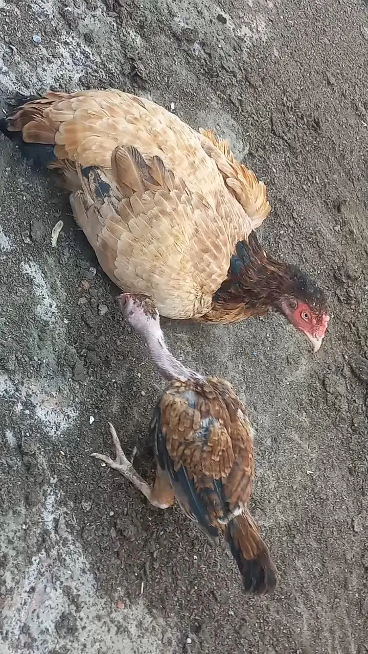 Aseel Hen & Chooza for Sale — photo 2