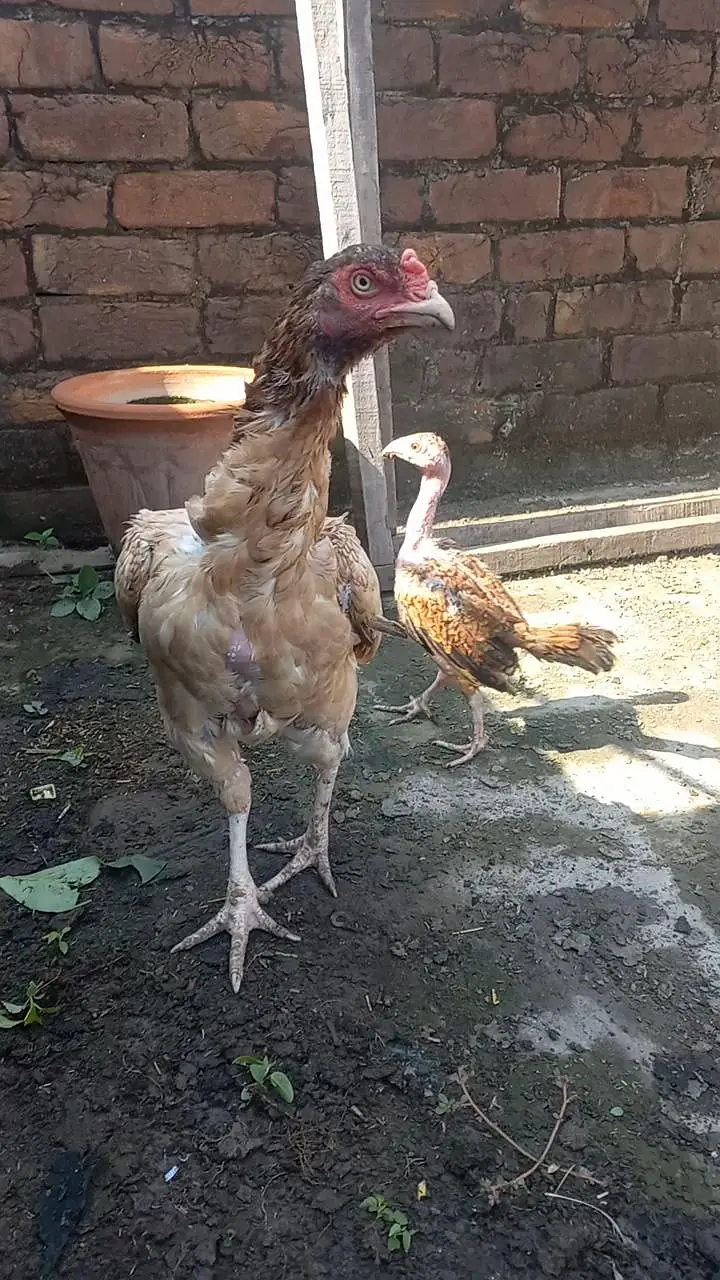 Aseel Hen & Chooza for Sale — photo 3
