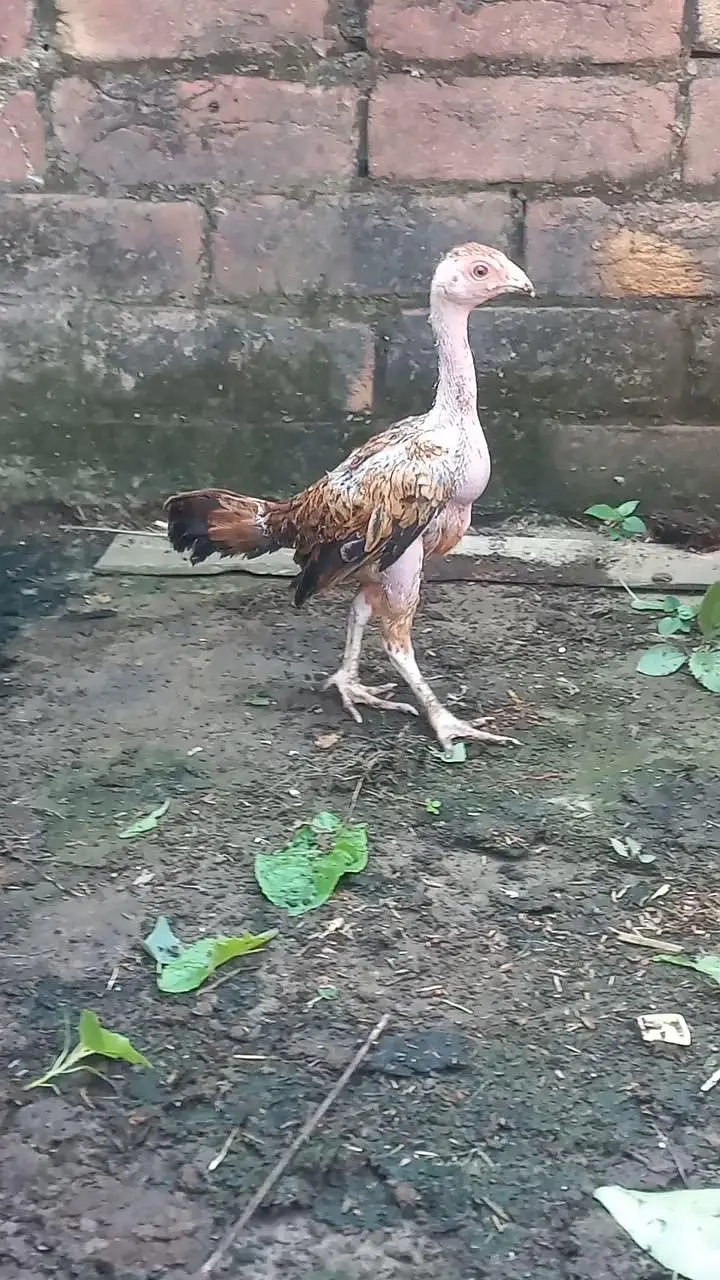 Aseel Hen & Chooza for Sale — photo 4