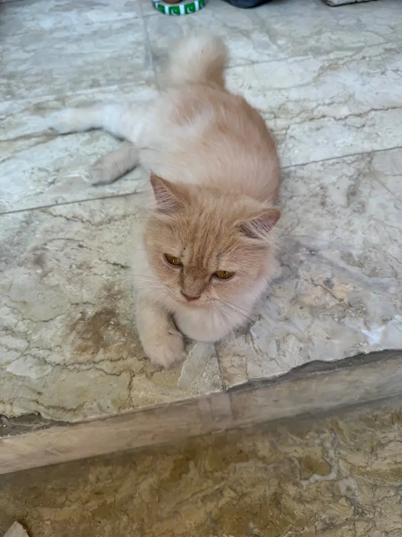 Cats for sale