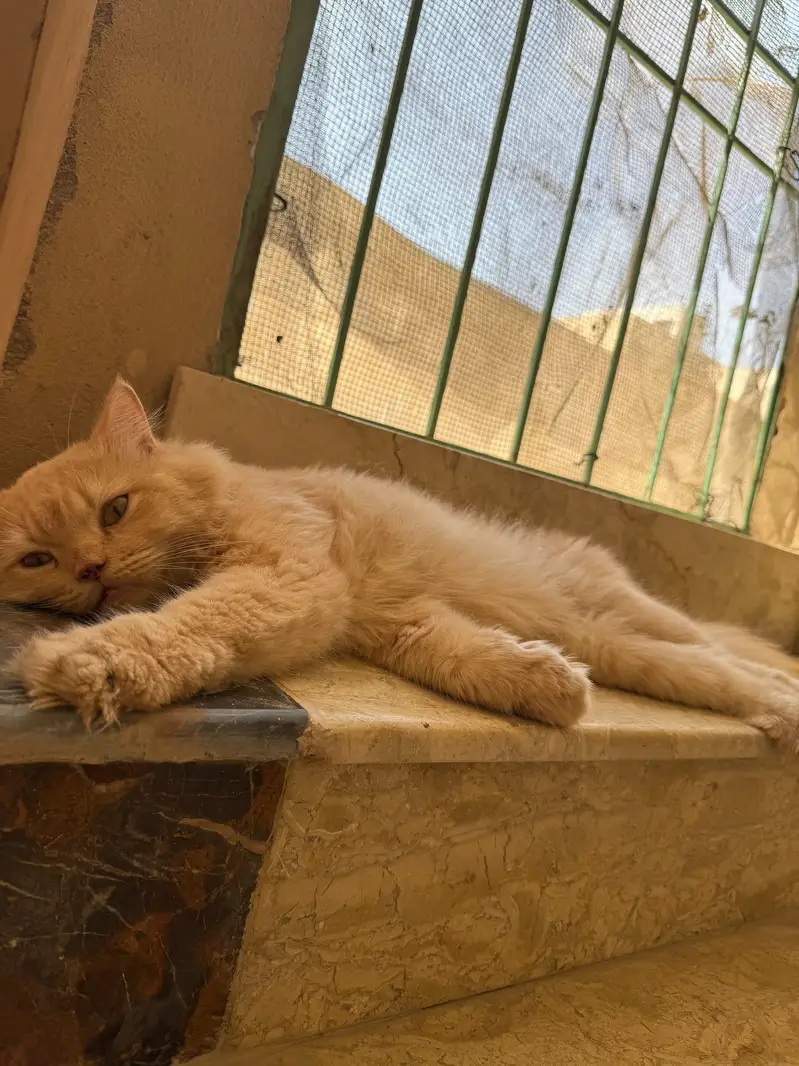 Cats for sale — photo 2