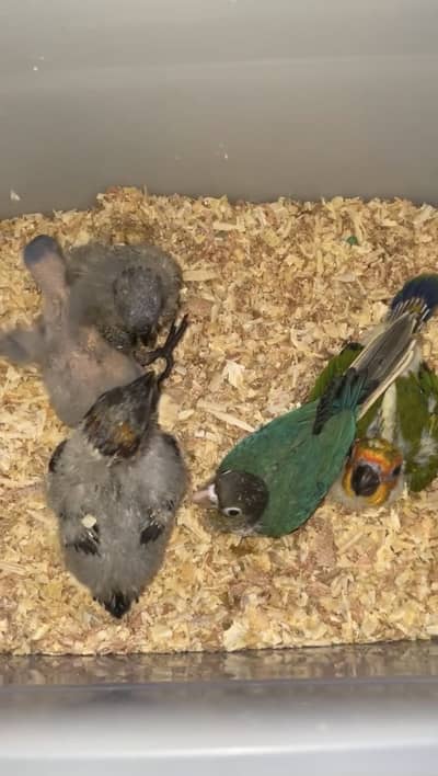 Lory n conure chicks