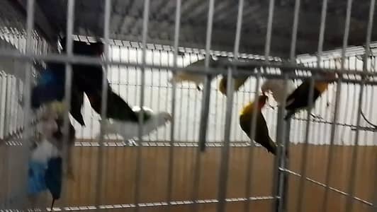 Lovebirds for sale differents colors breeders pieces