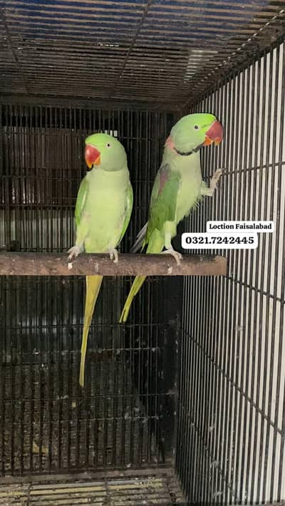 Raw pair 0321.7242445